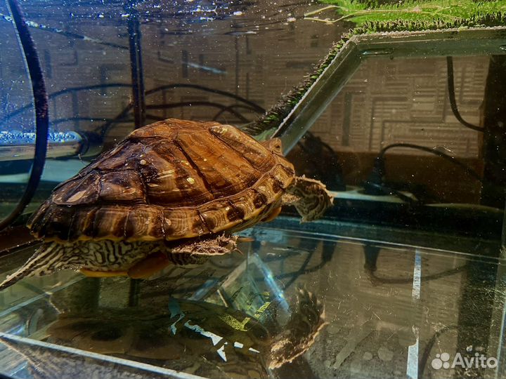 Черепаха с аквариумом