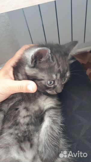 Котёнок кот