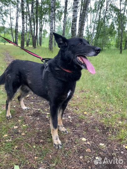 Собака ждет вас в приюте Некрасовка