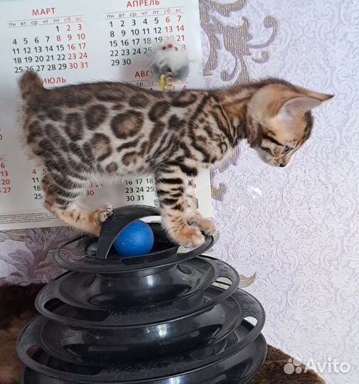 Бенгальские котята девочки