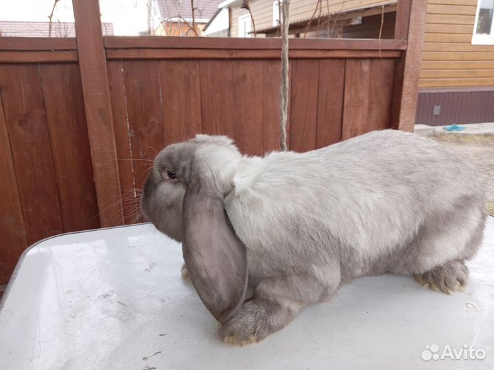 Французский баран кролик