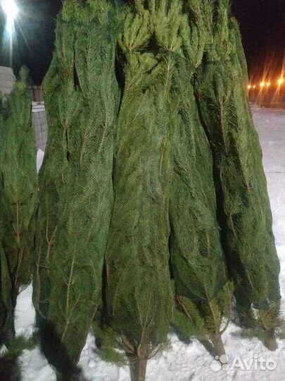 Натуральные пышные ёлочки(сосны),подставки на дом