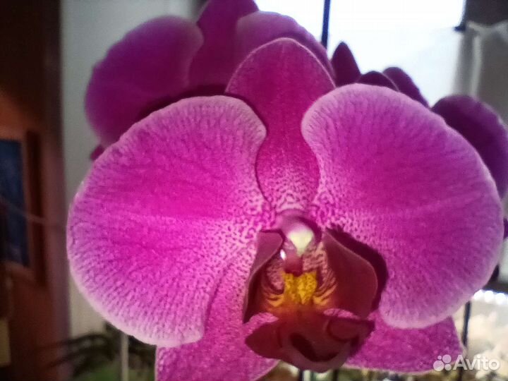 Орхидея Фаленипсис