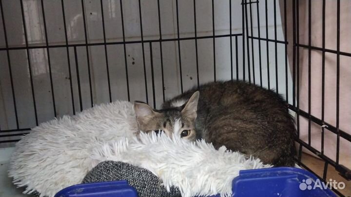 Нежная малышка Твити ищет любящую семью