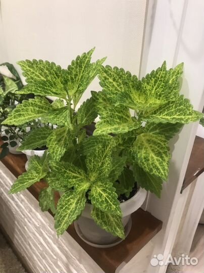 Комнатные цветы