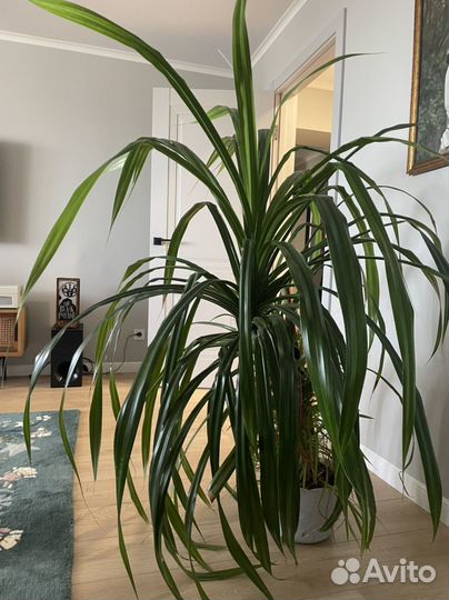 Пальма панданус