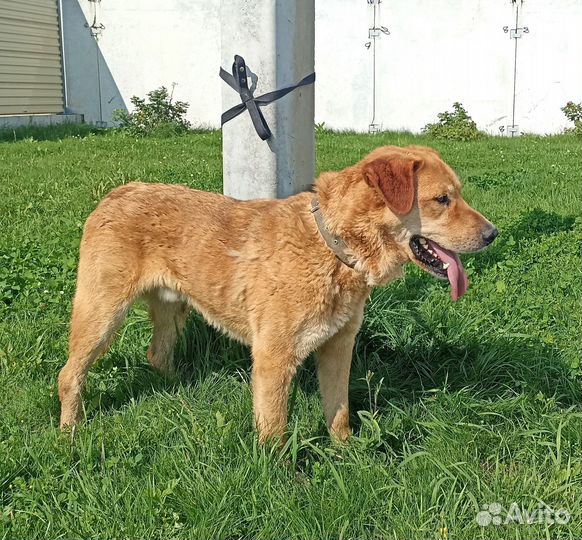 Классный крупный пёс в ваш дом