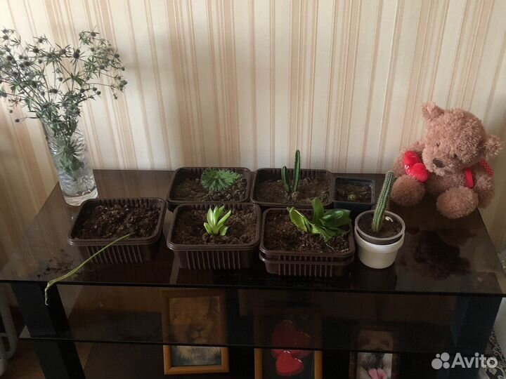 Комнатные растения