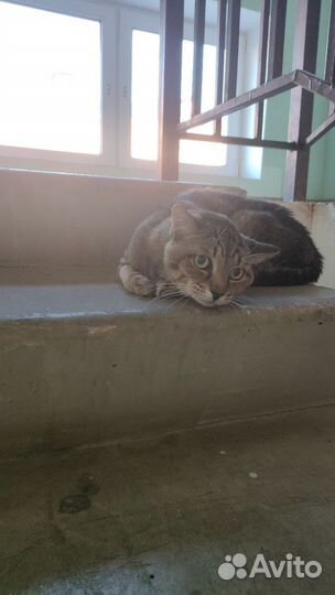 Отдам кота в добрые руки