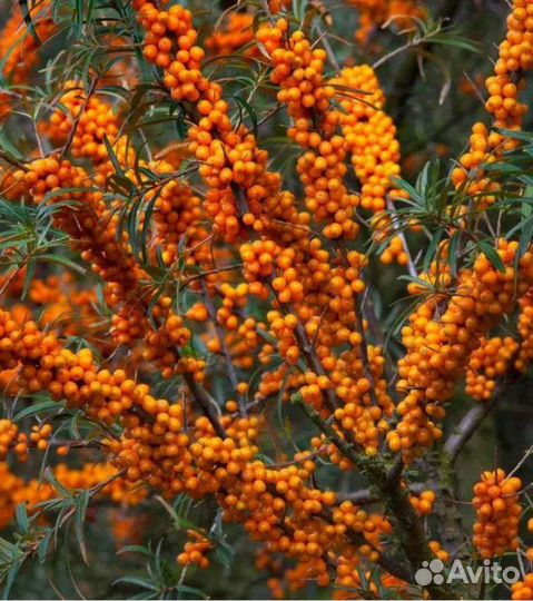 Облепиха ягода