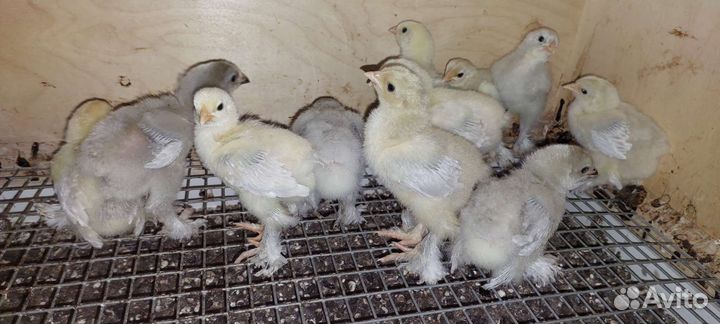 Куры брама семьи инк.яйцо