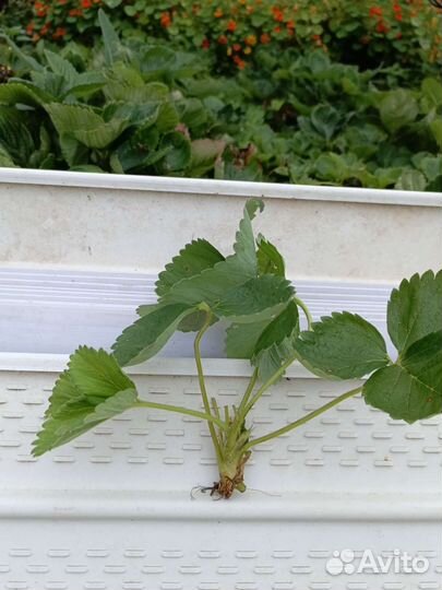 Рассада клубники