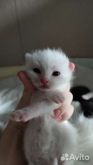 Котята турецкой ангоры