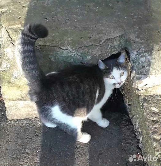 Кошечка Марта