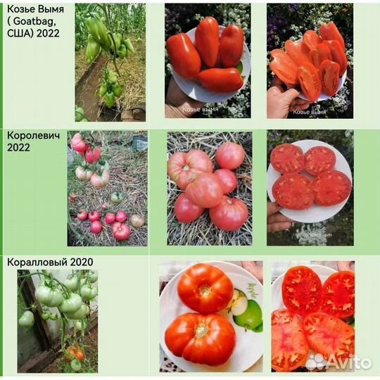 Семена сортовых томатов из частной коллекции