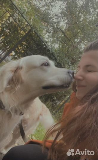 Догситтер/Зооняня