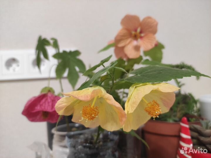 Клен комнатный абутилон