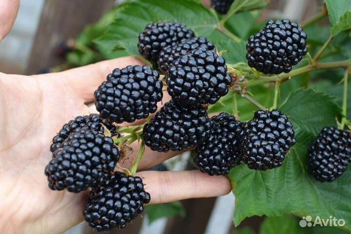 Саженцы ежевики(Блек Джем, Небеса, Лох Тей)