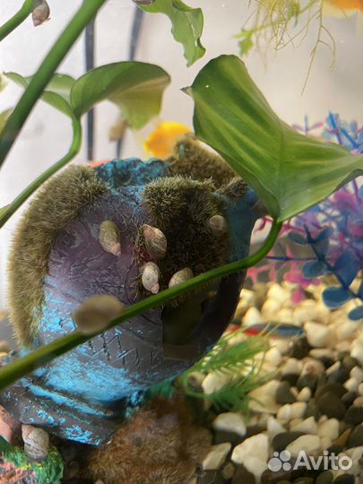 Улитки покемон