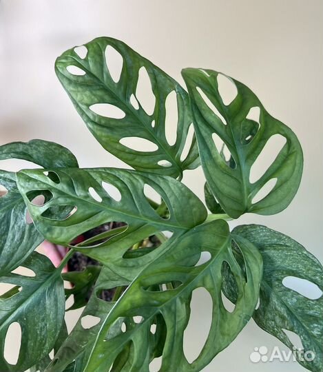 Монстера адансона