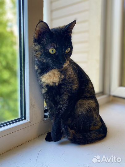 Черное Золото, а не кошка