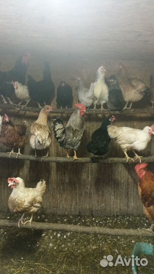 Петухи домашние