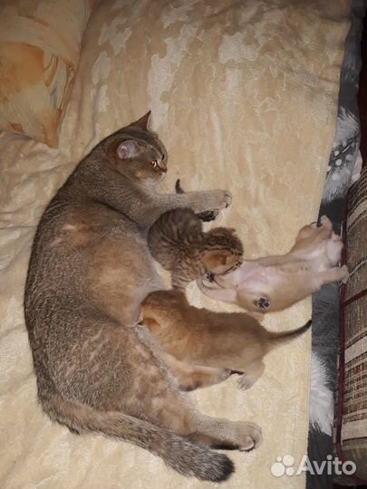 Серебристая шиншилла британские котятаМальчик Микс