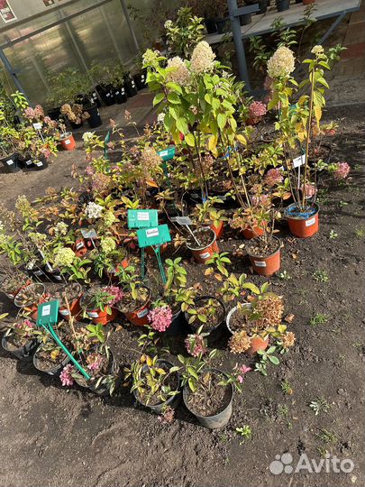 Гортензия метельчатая