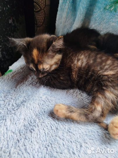 Отдам в добрые руки котят