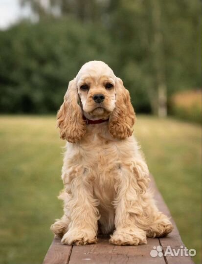 Американский кокер спаниель девочка