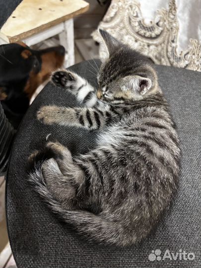 Котёнок мальчик