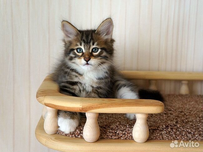 Сибирские котятки