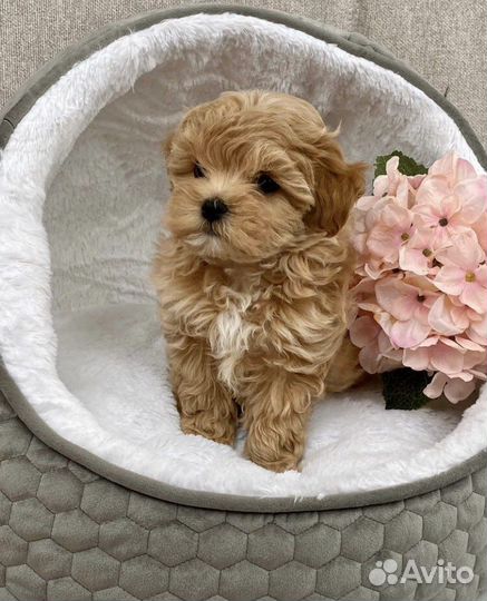 Щенки мальтипу f1 мини