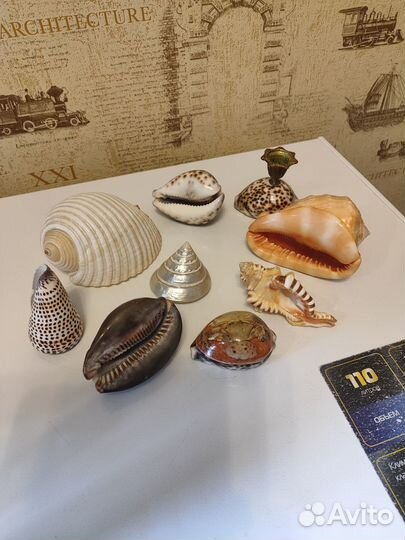 Набор морских ракушек
