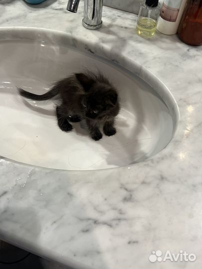 Котенок пушистый 2 месяца