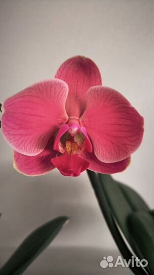 Две орхидеи фаленопсис