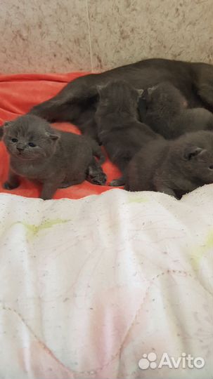 Котята в дар