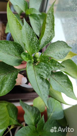 Саженцы сладкого перца