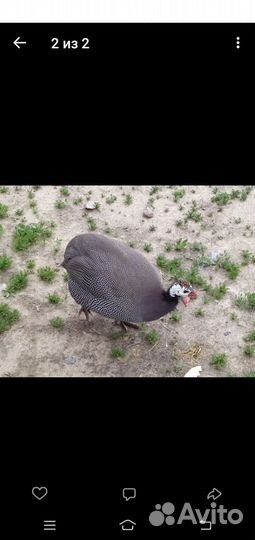 Цесари и цесарки