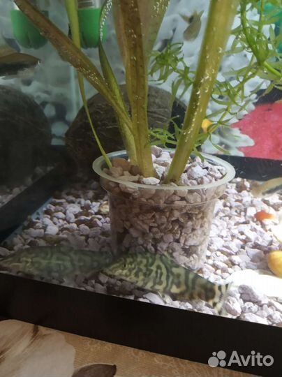 Аквариумные рыбки