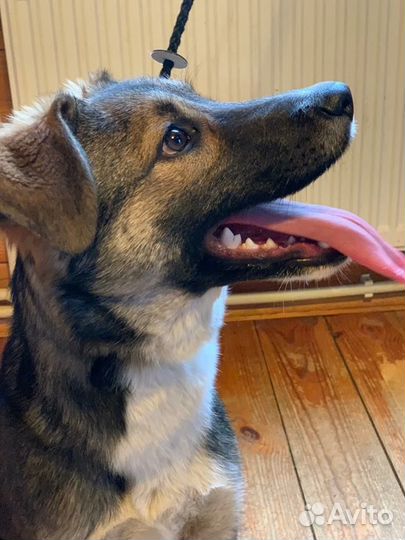 Собачка-невеличка Мотя - в дар