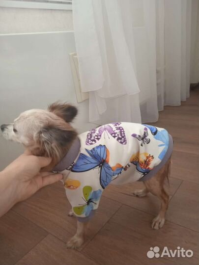 Одежда для собак и кошек