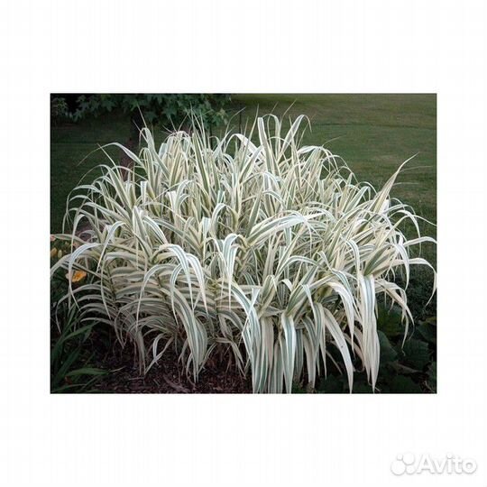 Арундо пестролистный