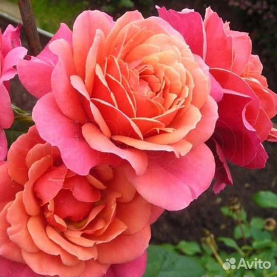 Роза Аптаун Герл