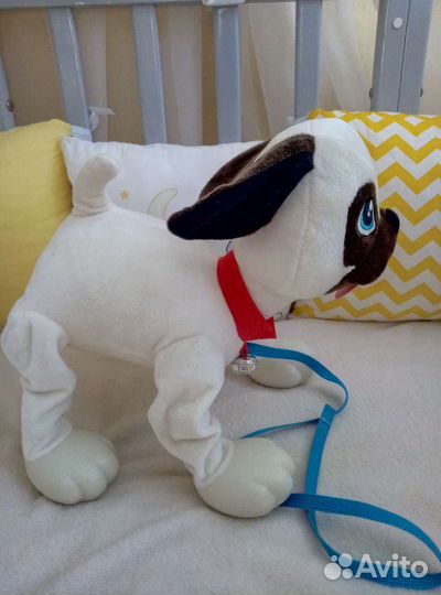 Собака-шогачка