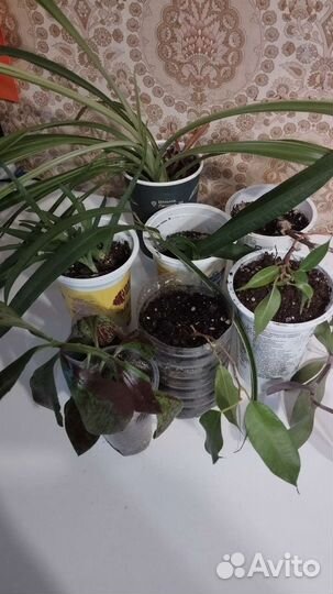 Комнатные растения