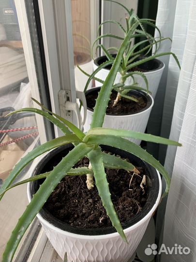 Алоэ 3 года лечебное