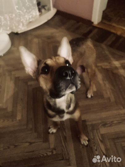 2 щенка в добрые руки (метис питбуля)