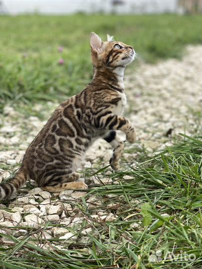 Бенгал девочка