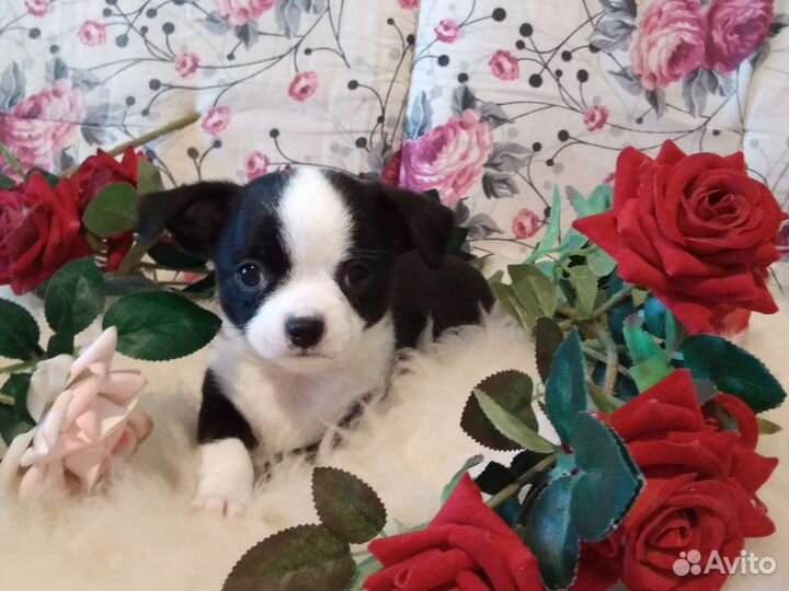 Щенки чихуахуа стандарт